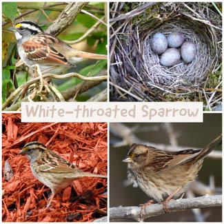 White-throated Sparrow